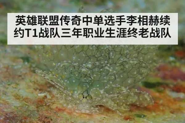 英雄联盟传奇中单选手李相赫续约T1战队三年职业生涯终老战队